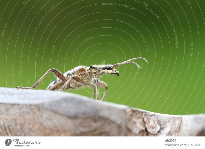 Hm, was ist hier los? Natur Sommer Garten Tier Käfer 1 Pause Farbfoto Außenaufnahme Nahaufnahme Detailaufnahme Makroaufnahme Tag Tierporträt