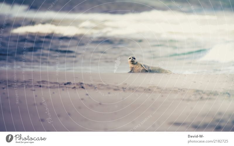 Strandbesuch Umwelt Natur Landschaft Wasser Herbst Klima Klimawandel Wellen Küste Nordsee Ostsee Tier Wildtier 1 beobachten Artenschutz Seehund Robben