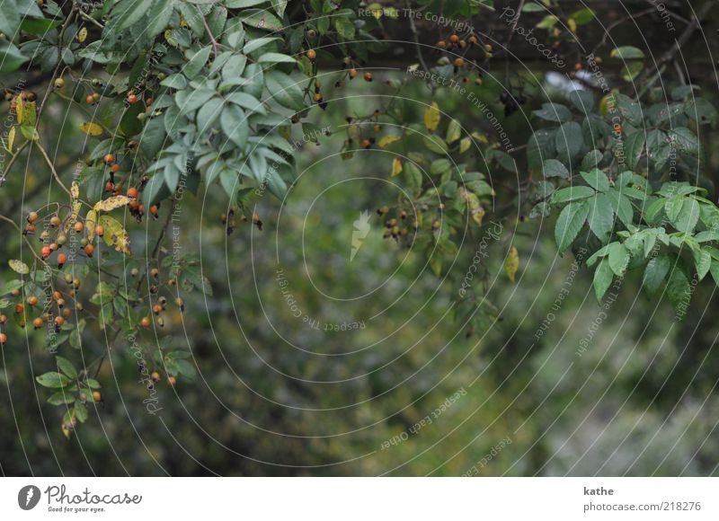 Rapunzels Garten Natur Pflanze Herbst Baum Sträucher Blatt Grünpflanze Nutzpflanze Wildpflanze Farbfoto Außenaufnahme Textfreiraum unten Tag