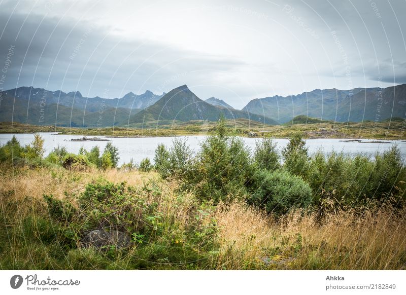 Herbstliche Lofoten Ferien & Urlaub & Reisen Abenteuer Ferne Sträucher Gipfel Fjord entdecken Erholung einzigartig Endzeitstimmung geheimnisvoll stagnierend