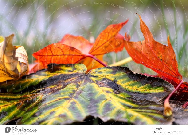 Bunte Herbstblätter im Gras Umwelt Natur Wassertropfen Klima Blatt alt verblüht trist braun mehrfarbig gelb grün rot Gefühle Frustration Traurigkeit Verfall