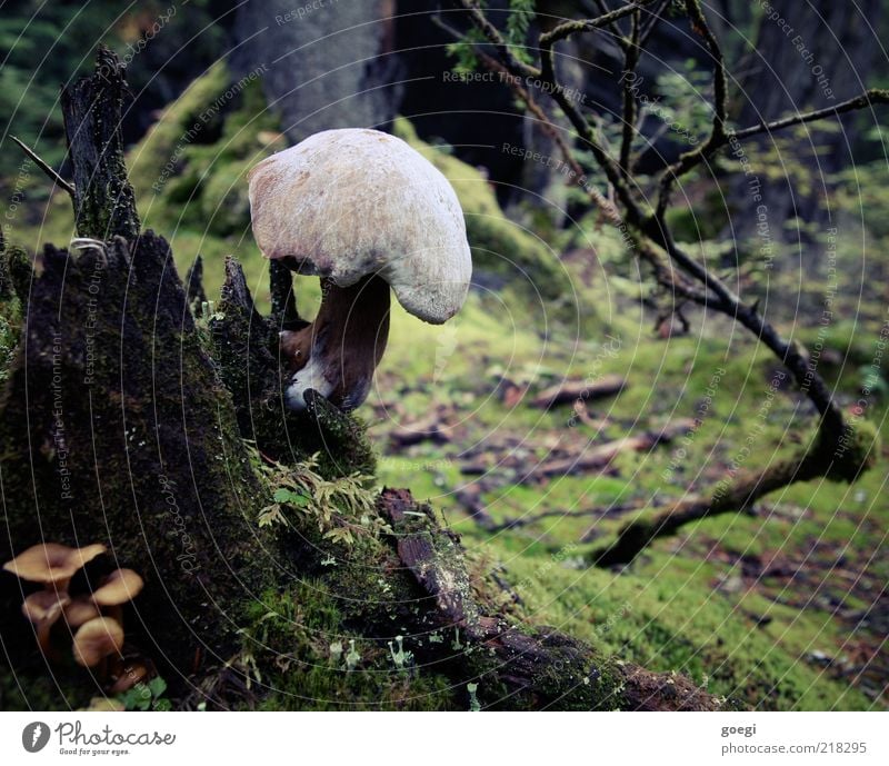 Baumstrunk al funghi Umwelt Natur Pflanze Erde Herbst Moos Pilz Wald dunkel groß nass natürlich Pilzhut Farbfoto Außenaufnahme Menschenleer Tag Waldboden