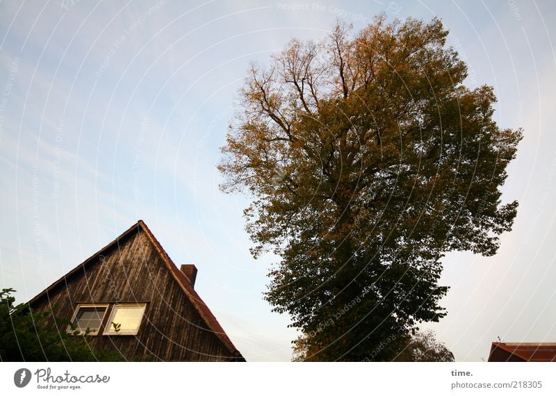 Sturm kommt auf Haus Baum Dachgiebel Menschenleer Fenster Dämmerung Außenaufnahme Baumkrone Blatt Herbst Schornstein Froschperspektive Gedeckte Farben Pflanze