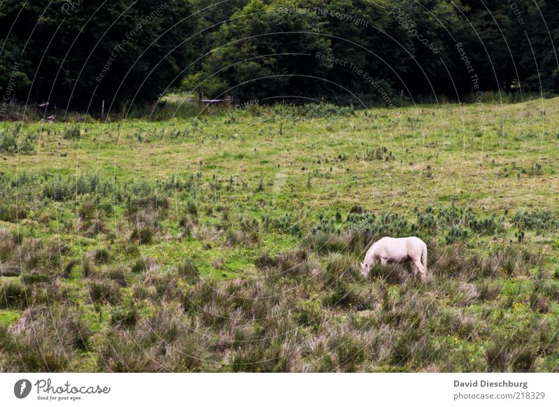 Das letzte Einhorn Natur Landschaft Pflanze Tier Sommer Baum Gras Grünpflanze Wiese Nutztier Pferd 1 grün weiß Schimmel Querformat Republik Irland Einsamkeit