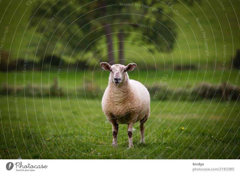 Landschaf im Schafland Landwirtschaft Forstwirtschaft Landschaft Sommer Baum Gras Wiese Nutztier 1 Tier beobachten Blick stehen ästhetisch frei Gesundheit