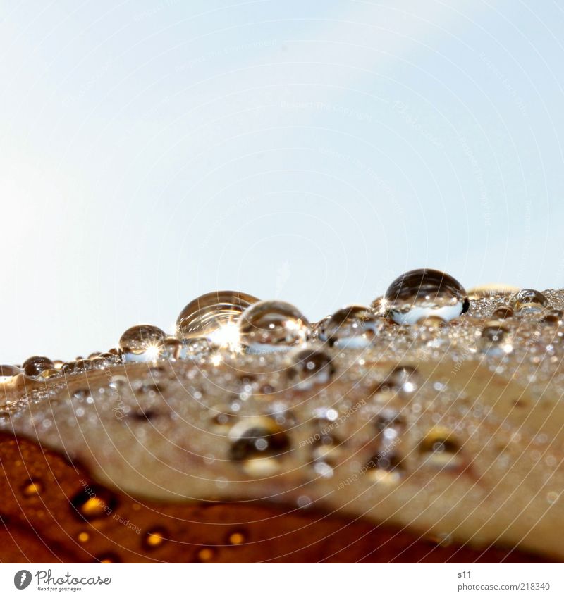 HerbstMorgen Umwelt Natur Pflanze Wasser Himmel Wolkenloser Himmel Sonnenlicht Schönes Wetter Blatt ästhetisch elegant fantastisch Flüssigkeit Freundlichkeit