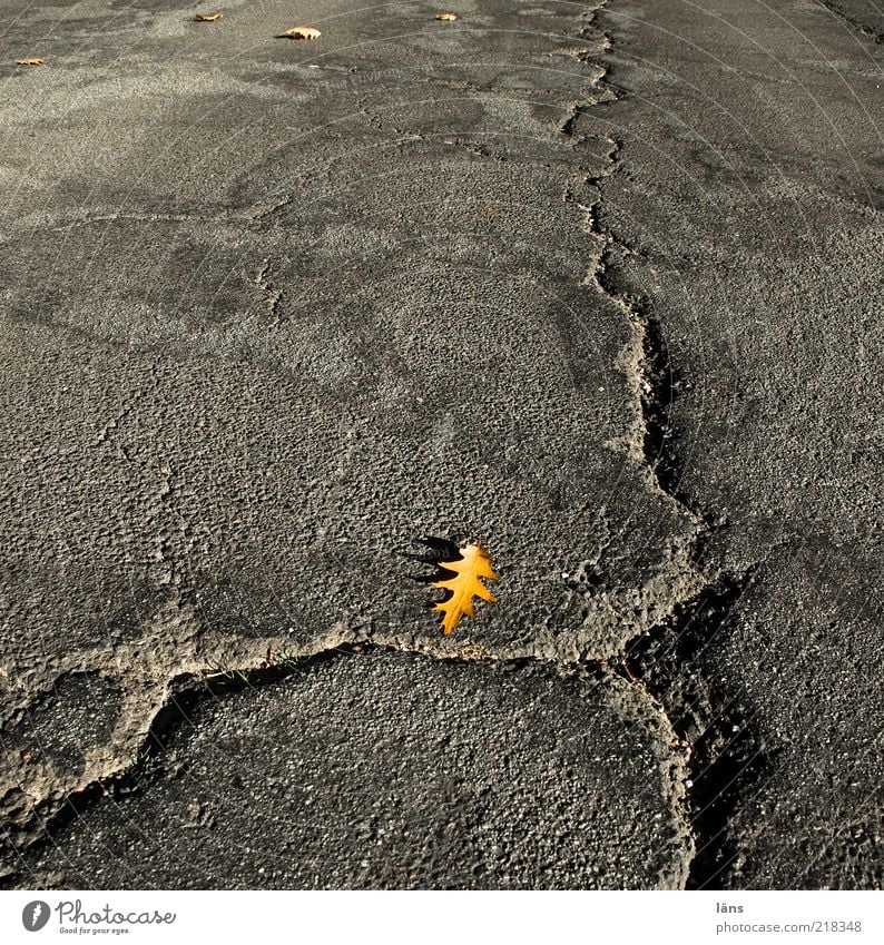 der Winter kann kommen Herbst Blatt Verkehrswege Straße Wege & Pfade alt grau Vergänglichkeit Wandel & Veränderung Asphalt Riss Straßenschäden Schaden