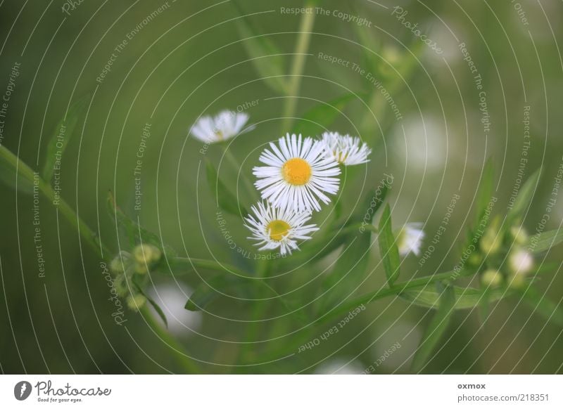 Am Wegesrand Natur Pflanze Sommer Blume Blatt Blüte Wildpflanze Wiese frisch Gesundheit schön gelb grün weiß Farbfoto Außenaufnahme Nahaufnahme Menschenleer Tag