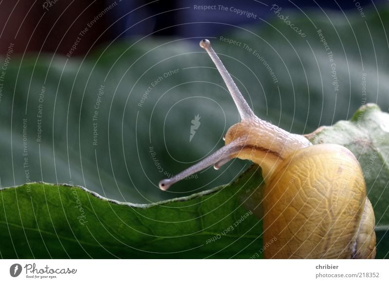 Wendehals harmonisch Wohlgefühl Natur Tier Blatt Schnecke Kriechspur Fühler Schneckenhaus Schneckenschleim 1 beobachten berühren drehen Fressen elegant glänzend