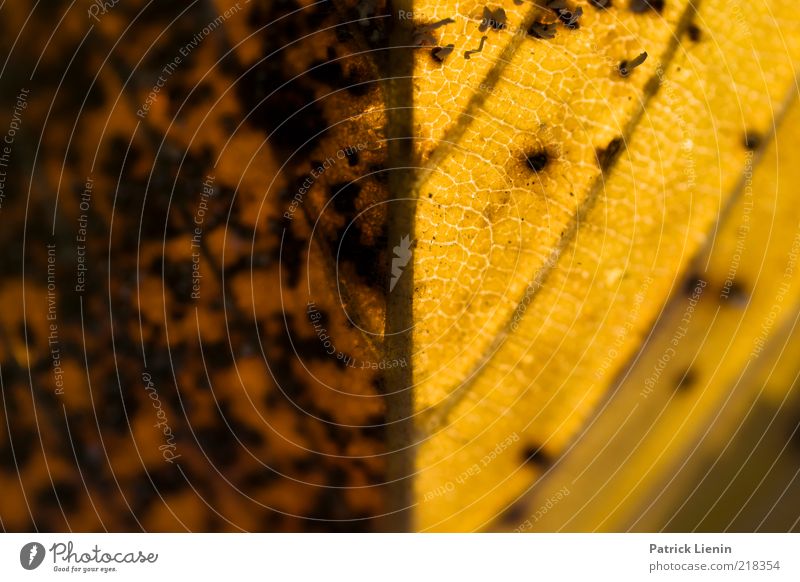 Herbstfarben Umwelt Natur Pflanze Blatt Stimmung orange 2 Seite Strukturen & Formen Verfall alt Gegenteil dunkel hell gut schön braun weich Farbfoto Nahaufnahme