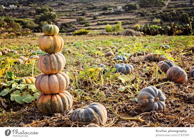 Stapel der reifen Kürbise Gemüse Garten Dekoration & Verzierung Erntedankfest Halloween Natur Landschaft Himmel Herbst frisch grün Fleck Feld Bauernhof Ackerbau