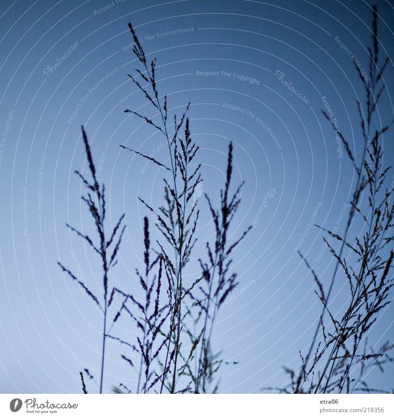 bleu Umwelt Natur Pflanze Gras blau Himmel Farbfoto Außenaufnahme Blauer Himmel Schönes Wetter Menschenleer Textfreiraum Halm Silhouette