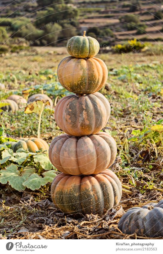 Die Statue von reifen bunten Kürbissen Gemüse Garten Dekoration & Verzierung Erntedankfest Halloween Gartenarbeit Herbst Feld frisch grün Design Bauernhof