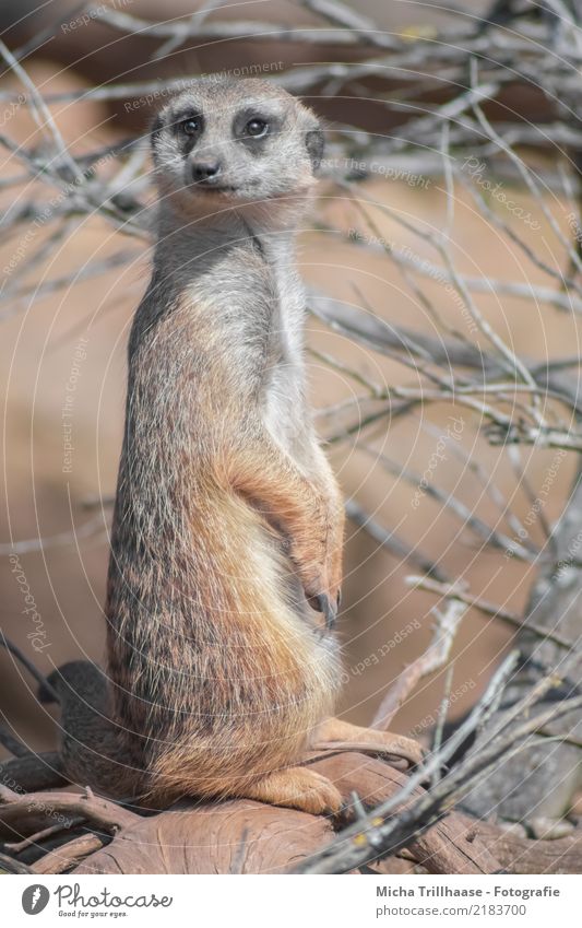 Aufmerksames Erdmännchen Natur Tier Erde Sonne Schönes Wetter Pflanze Sträucher Wildtier Tiergesicht Fell Krallen Pfote Auge Angesicht zu Angesicht 1 beobachten