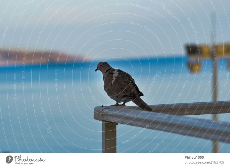 Taube stellte auf der Ecke des Geländers auf Freiheit Menschengruppe Natur Tier Himmel Wolken Vogel fliegen Liebe blau schwarz weiß Reinheit Frieden