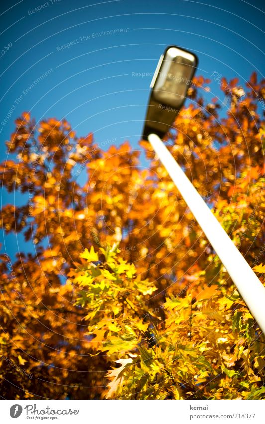 Leuchtende Laterne Umwelt Natur Pflanze Himmel Wolkenloser Himmel Sonnenlicht Herbst Schönes Wetter Baum Blatt Grünpflanze Wildpflanze Laternenpfahl