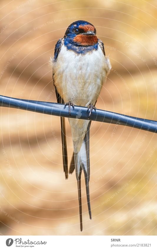 Schluck auf dem Draht Tier Vogel sitzen wild Vogelwelt Schnabel Klippenschwalbe Fauna Schwalbe Sperlingsvögel gehockt Gefieder Uferschwalben Schwalben Tierwelt