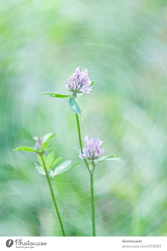 Klee Umwelt Natur Sommer Pflanze Blume Blatt Blüte grün Kleeblüte Kleeblatt Farbfoto Gedeckte Farben Außenaufnahme Textfreiraum oben Schwache Tiefenschärfe Tag