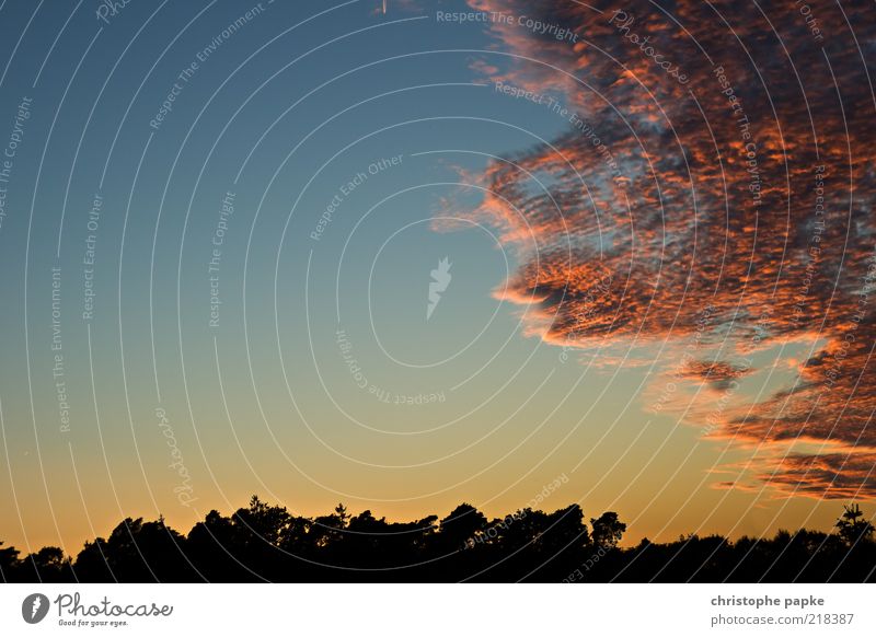 Heiter bis Wolkig Himmel Wolken Sonnenaufgang Sonnenuntergang Herbst Klima Wetter Schönes Wetter Baum Wald bedrohlich dunkel Unendlichkeit schön