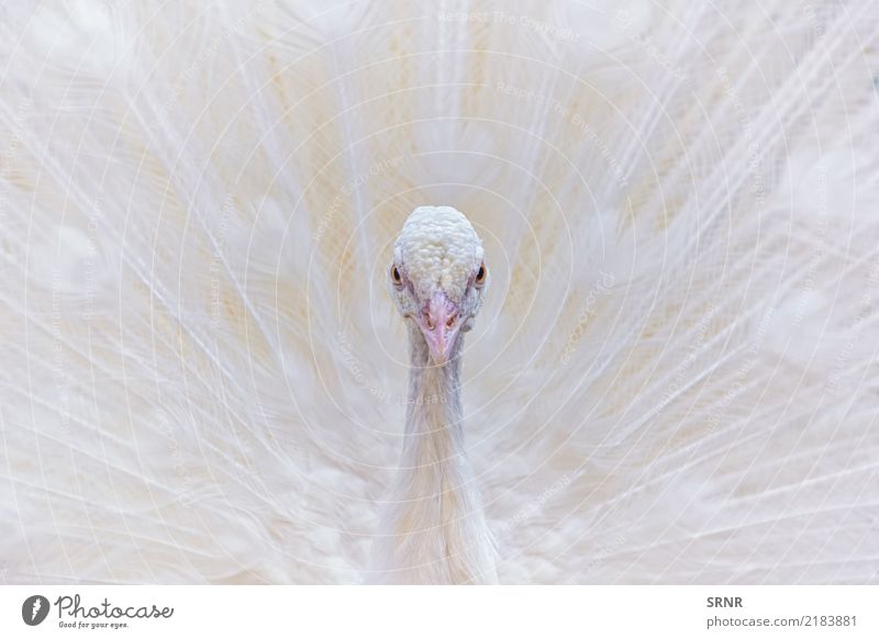 Portrait des weißen Pfaus Tier Vogel wild Vogelwelt Festakt Balzritual verdeckte Federn extravaganter Schwanz Pavo Gefieder Leitwerke weißer Pfau