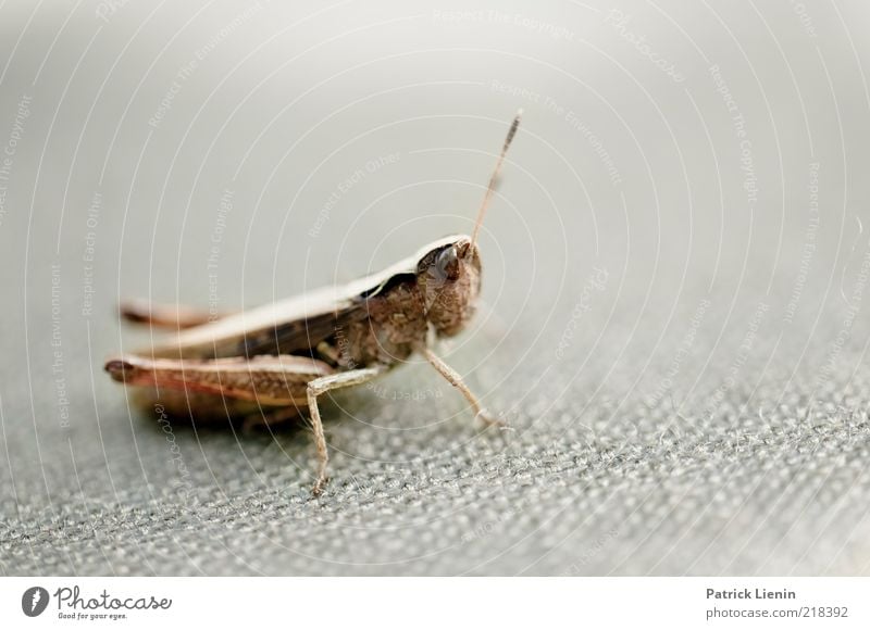 neugierig Umwelt Natur Tier Wildtier Tiergesicht 1 springen Heuschrecke Fühler Insekt Blick Neugier Facettenauge grau abrupt Nervosität schön Farbfoto