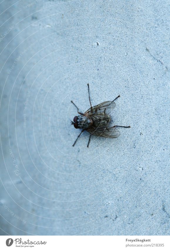 Fliegen-pause.. Tier 1 krabbeln schwarz geduldig kalt Natur Flügel grau Insekt zierlich warten klein Außenaufnahme Nahaufnahme Textfreiraum links