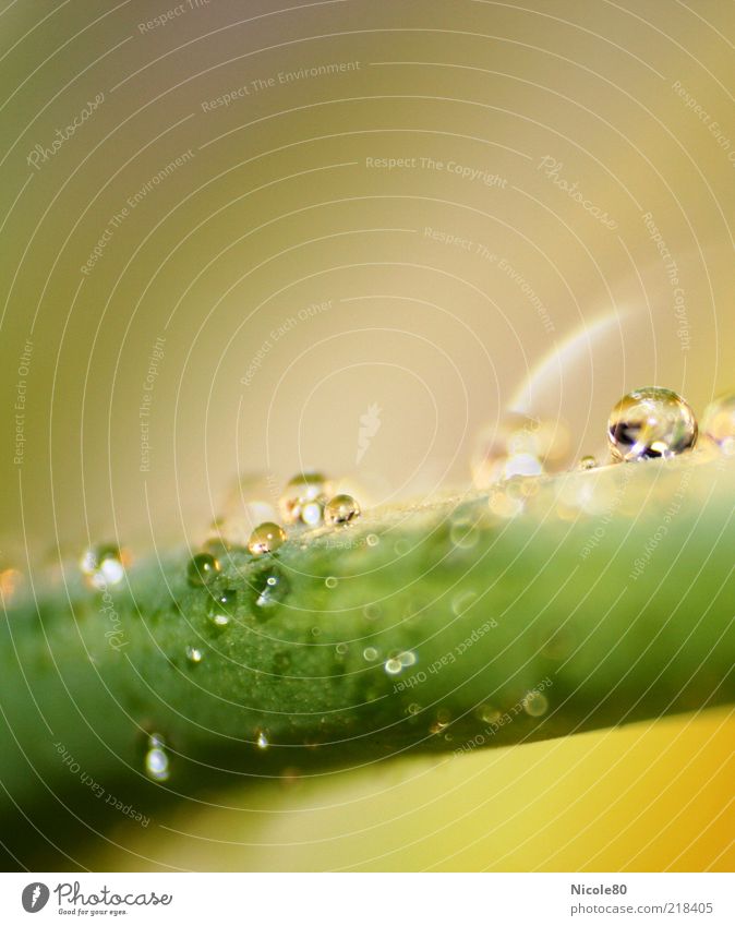 Drops Natur Blatt Grünpflanze Regen Wassertropfen grün zart Sauberkeit Reinheit Farbfoto Innenaufnahme Makroaufnahme Menschenleer Textfreiraum oben Tag Licht