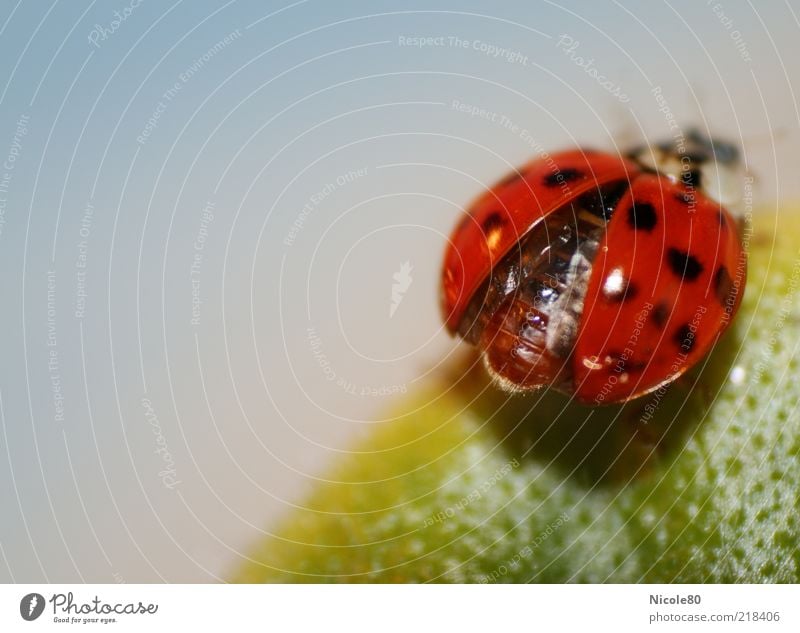 Und Abflug... Tier Marienkäfer Käfer 1 niedlich grün rot Abheben Insekt Pflanzenteile Blatt Farbfoto Innenaufnahme Makroaufnahme Textfreiraum links