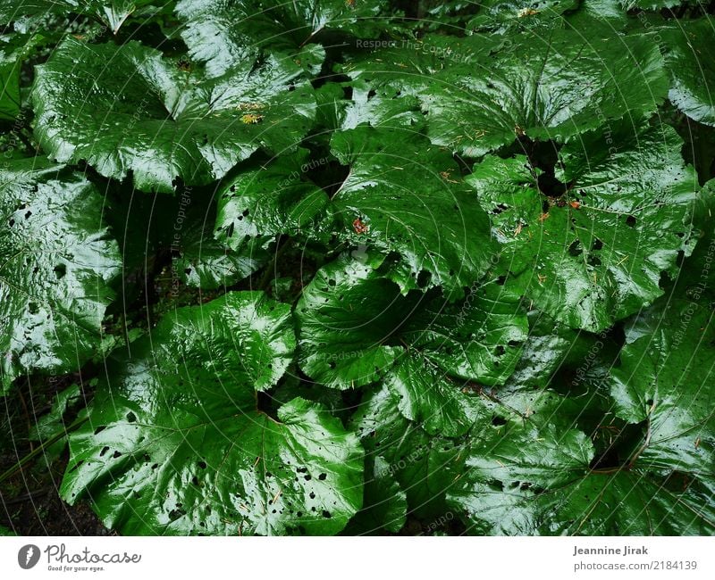 Frisches Blattwerk Garten Gartenarbeit Umwelt Natur Pflanze Grünpflanze Park Wald leuchten frisch glänzend grün nachhaltig rein Symmetrie Umweltschutz