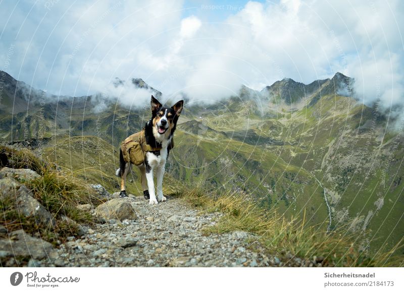 Bergsteiger Olli wandern Bergsteigen Klettern Ferien & Urlaub & Reisen Abenteuer Berge u. Gebirge Natur Wolken Sommer Schönes Wetter Hügel Felsen Alpen