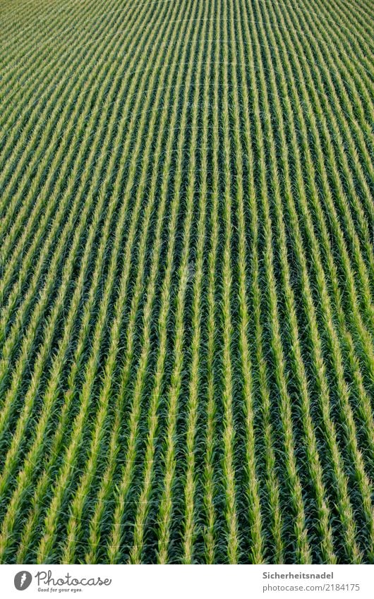 Maisfeld Gemüse Natur Herbst Pflanze Grünpflanze Maiskolben Feld grün Nikon Unendlichkeit Herbstbeginn Maispflanzen Maiskorn gerade Farbfoto Außenaufnahme