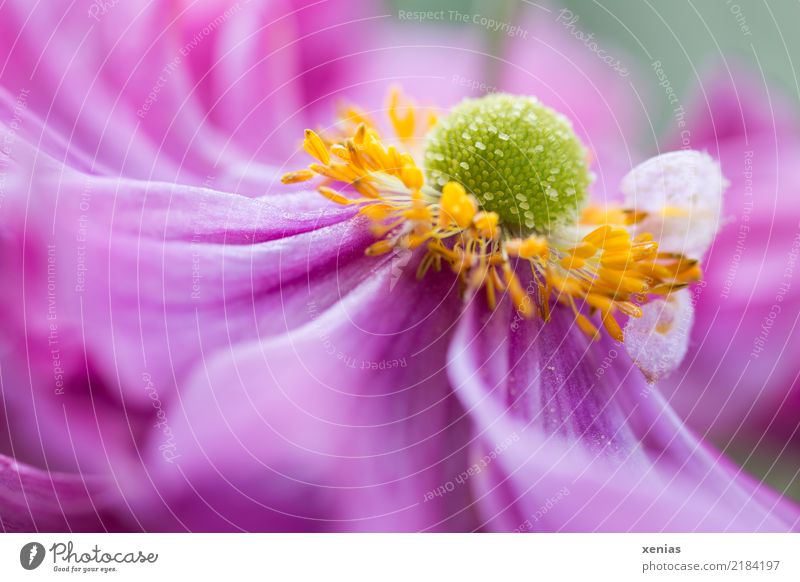 rosa Anemone Frühling Sommer Blume Blüte Anemonen Garten Park weich gelb grün Postkarte Farbfoto Außenaufnahme Schwache Tiefenschärfe