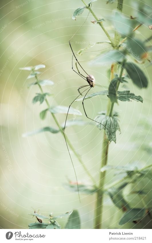 Good morning spider Umwelt Natur Pflanze Tier Blatt Grünpflanze Bewegung krabbeln dünn weberknecht Spinne grün groß Spinnenbeine schön Gedeckte Farben