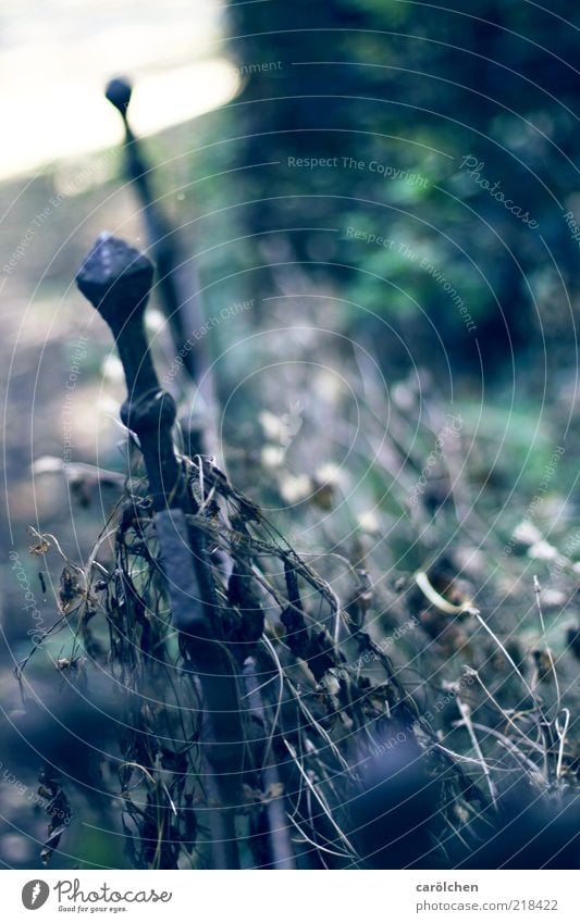 Verfall Menschenleer blau grau grün Friedhof Zaun Zaunpfahl verfallen Rost Farbfoto Gedeckte Farben Detailaufnahme Schwache Tiefenschärfe Schmiedeeisen