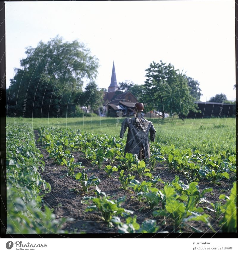 steht ein Mann . . . Lebensmittel Frucht Rüben Kunst Umwelt Natur Landschaft Pflanze Tier Nutzpflanze Feld Wildtier Puppe Zeichen Blick stehen gruselig hässlich