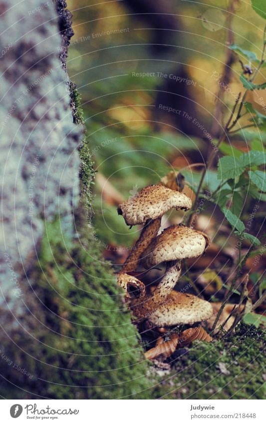 Pilze! Umwelt Natur Herbst Pflanze Moos Wald Wachstum natürlich braun grün Wildnis Boden Märchenwald Farbfoto Gedeckte Farben Außenaufnahme Menschenleer