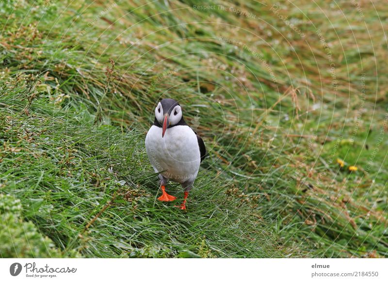 Puffin Q Natur Gras Küste Insel Island Wildtier Vogel Papageitaucher Lunde beobachten Kommunizieren laufen schön klein nah Neugier Romantik Partnerschaft