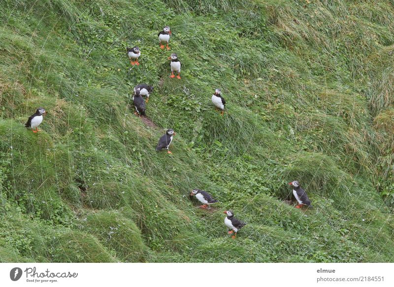 Puffins ooooooooooo Natur Wiese Küste Wildtier Vogel Papageitaucher Lunde Tiergruppe beobachten Kommunizieren stehen authentisch Zusammensein klein Neugier