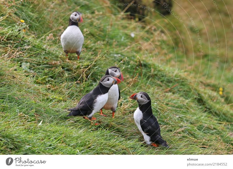 Puffins oOOO Gras Küste Insel Island Wildtier Vogel Papageitaucher Lunde Alkvogel 4 Tier beobachten Kommunizieren stehen Zusammensein klein nah niedlich