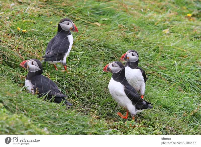 Puffins OOOO Natur Wiese Küste Wildtier Vogel Papageitaucher Lunde Alkenvögel Tiergruppe beobachten Blick stehen schön einzigartig kuschlig Neugier niedlich