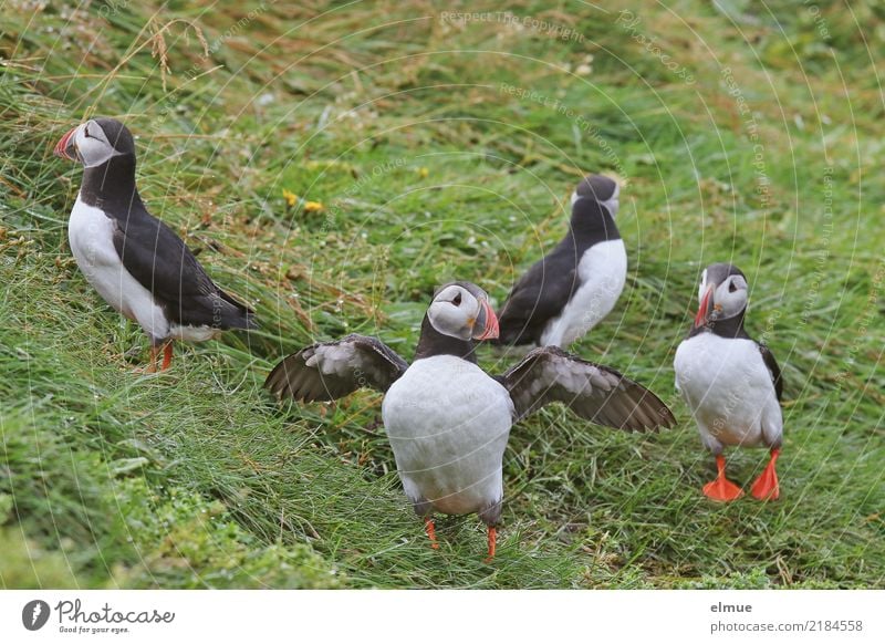 Puffins o ~O~ oo Natur Wiese Küste Wildtier Vogel Papageitaucher Lunde Tiergruppe beobachten Blick stehen außergewöhnlich frei kuschlig Neugier Lebensfreude