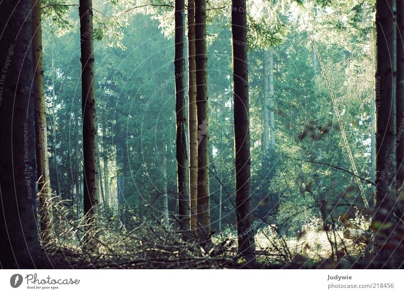 Im Zauberwald Umwelt Natur Sommer Herbst Pflanze Baum Tanne Nadelbaum Wald Wachstum alt groß grün Stimmung Baumstamm gerade parallel Farbfoto Gedeckte Farben