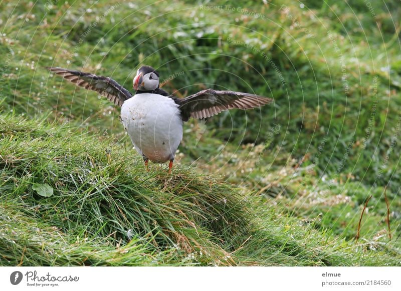 Puffin ~O~ Wiese Küste Wildtier Vogel Papageitaucher Lunde Alkenvogel Blick stehen authentisch exotisch schön klein nah niedlich Romantik Fernweh Abenteuer