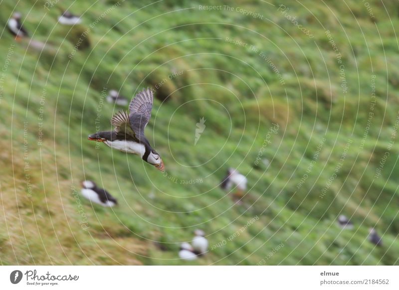 Puffins ooo >O ooooo Natur Gras Küste Wildtier Vogel Flügel Papageitaucher Lunde Tiergruppe fliegen elegant klein nah schön Appetit & Hunger Abenteuer