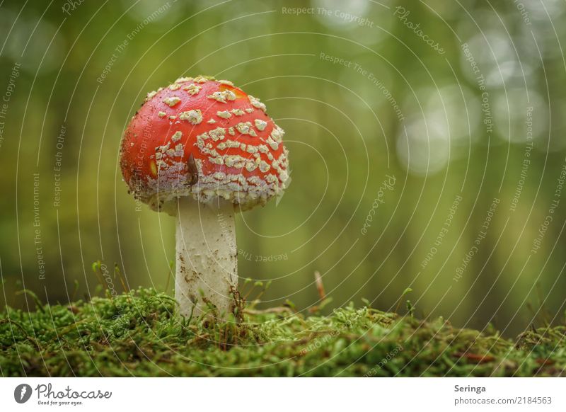 Kleine Nacktschnecke auf leckerem Fliegenpilz Umwelt Natur Landschaft Pflanze Tier Herbst Moos Park Wiese Wald Schnecke 1 Wachstum Pilz Pilzhut Pilzkopf