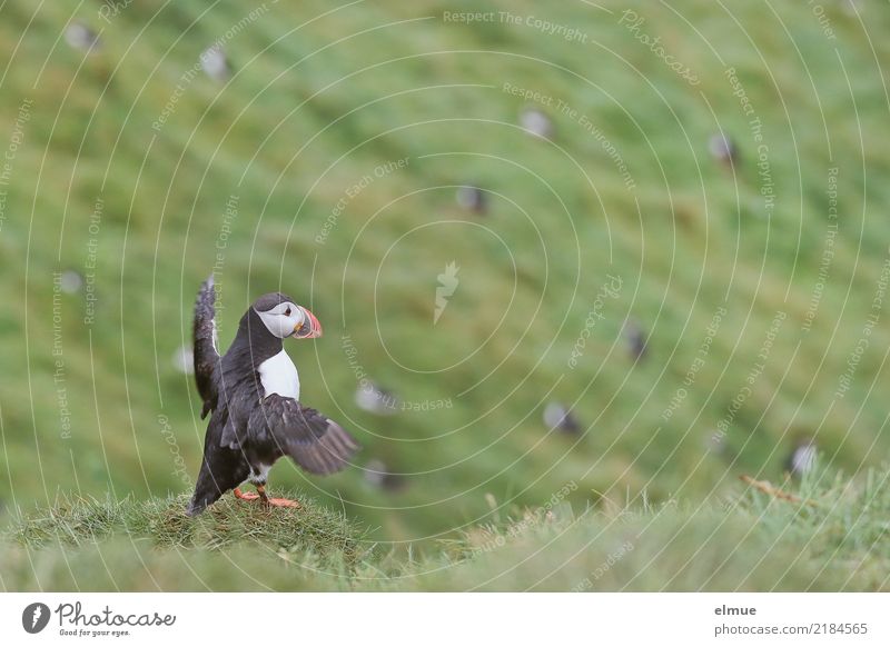 Puffin -O- Natur Gras Küste Heimaey Wächter Blick stehen warten authentisch elegant frei schön nah niedlich Fröhlichkeit Lebensfreude Romantik Sehnsucht Fernweh