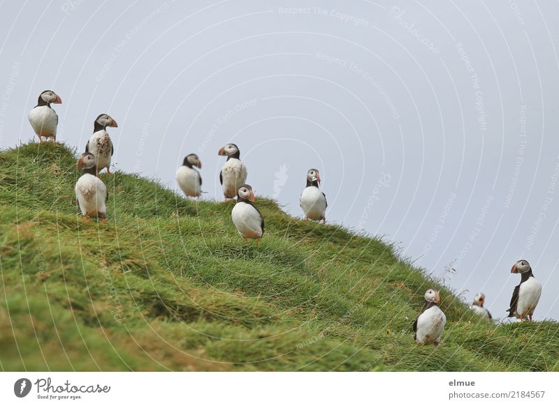 Puffins oooooooooo Ferien & Urlaub & Reisen Natur Gras Küste Wildtier Vogel Papageitaucher Lunde Alkvogel Tiergruppe beobachten Kommunizieren Blick stehen