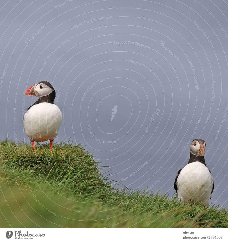 Puffins -O O Natur Gras Küste Wildtier Vogel Papageitaucher Lunde 2 Tier beobachten stehen warten elegant schön klein Glück Lebensfreude Romantik friedlich