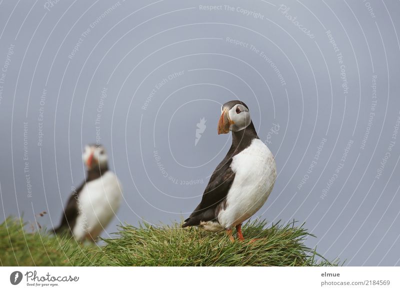 Puffins o O Gras Küste Meer Atlantik Heimaey Wildtier Vogel Papageitaucher Lunde beobachten Blick stehen frei schön klein natürlich Glück Lebensfreude friedlich