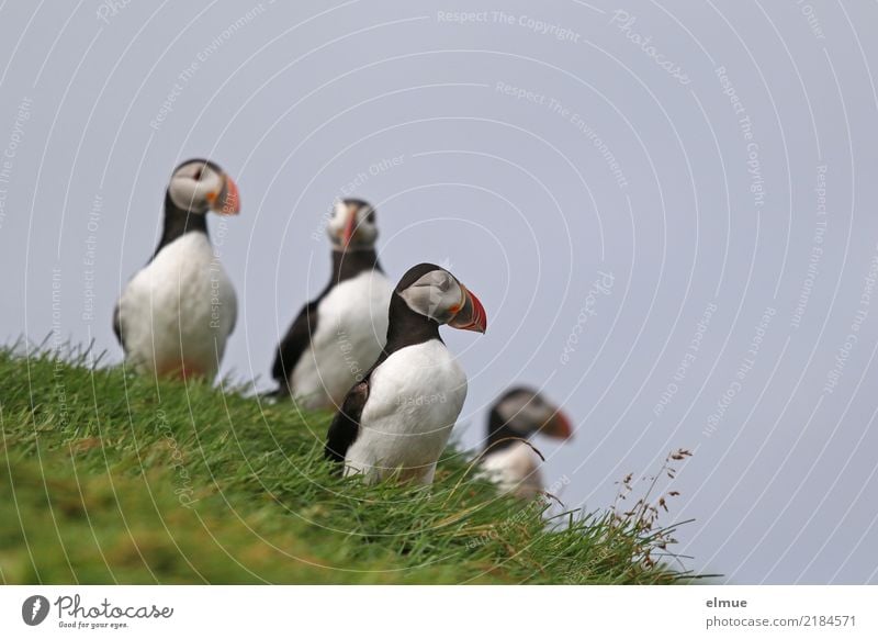 Puffins OoOo Natur Gras Küste Insel Heimaey Atlantik Wildtier Vogel Papageitaucher Lunde Alkenvogel 4 Tier beobachten Blick stehen elegant frei Zusammensein